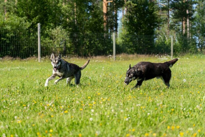 Rovaniemi: Autumn Husky Cart Ride with Hot Drink & Pickup - Who Should Consider This Tour?