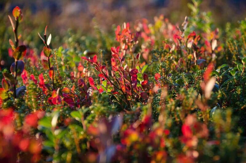 Rovaniemi: Berry and Mushroom Picking with Wilderness Guide - Exploring the Experience: What You Can Expect
