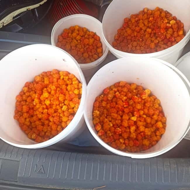 Rovaniemi: Berry Picking Tour with Traditional Laavu - Key Points