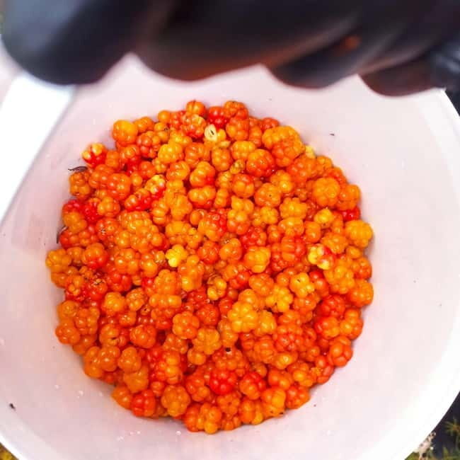 Rovaniemi: Berry Picking Tour with Traditional Laavu - Exploring the Experience in Detail