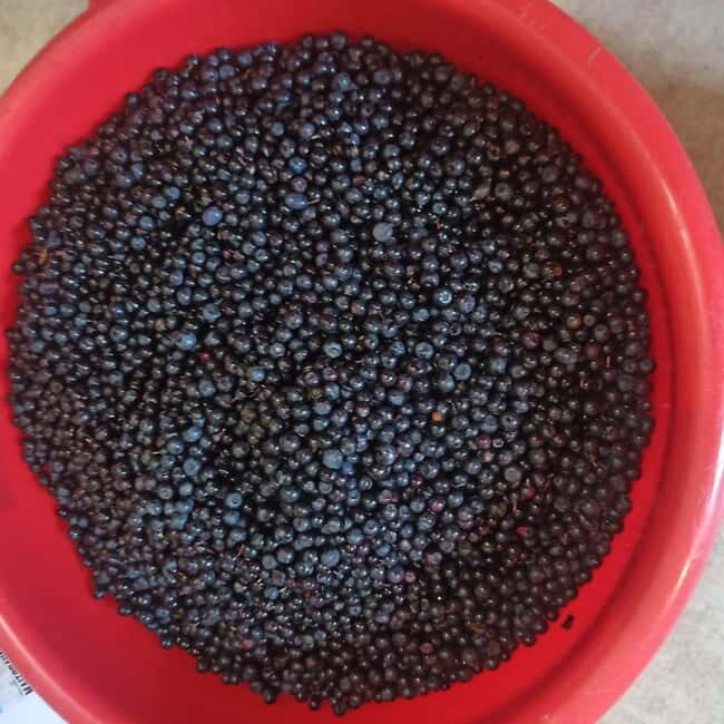 Rovaniemi: Berry Picking Tour with Traditional Laavu - Pricing and Value