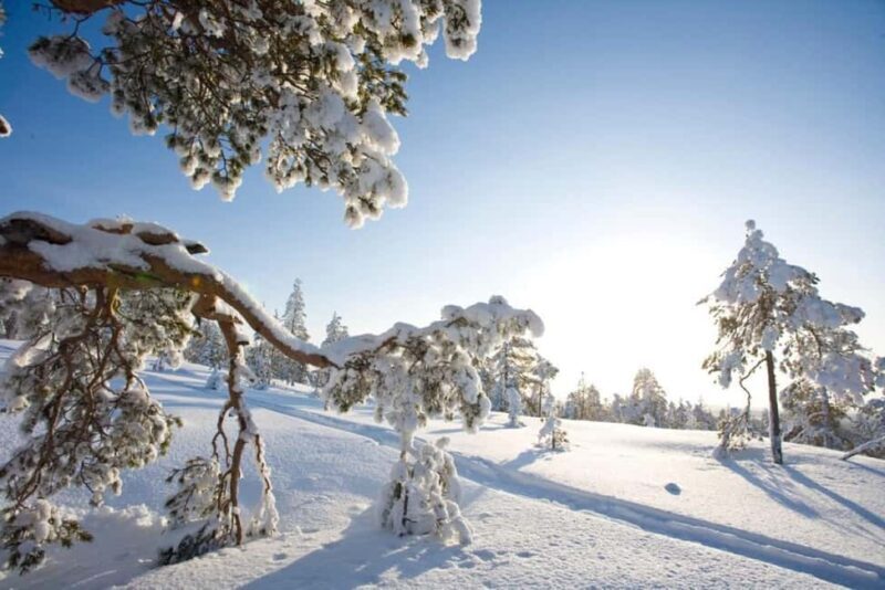 Rovaniemi: Cross-Country Skiing Adventure with Guide - What Makes This Tour Stand Out?