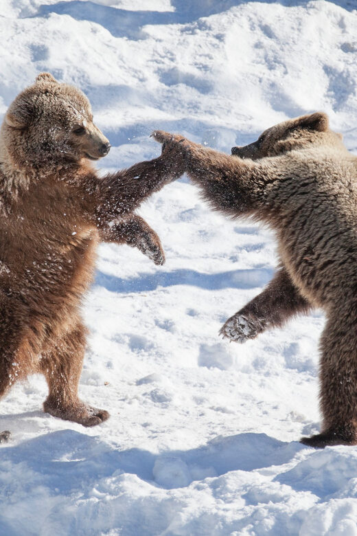 Rovaniemi: Day at Ranua Wildlife Park Arctic Zoo - Is This Tour Right for You?