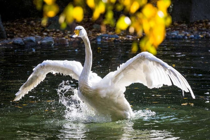 Rovaniemi: Day Trip to Ranua Wildlife Park - Who Will Love This Tour?