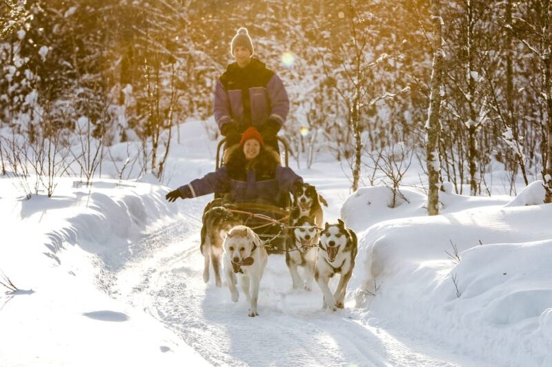 Rovaniemi: Daytime Husky Safari - The Experience in Detail