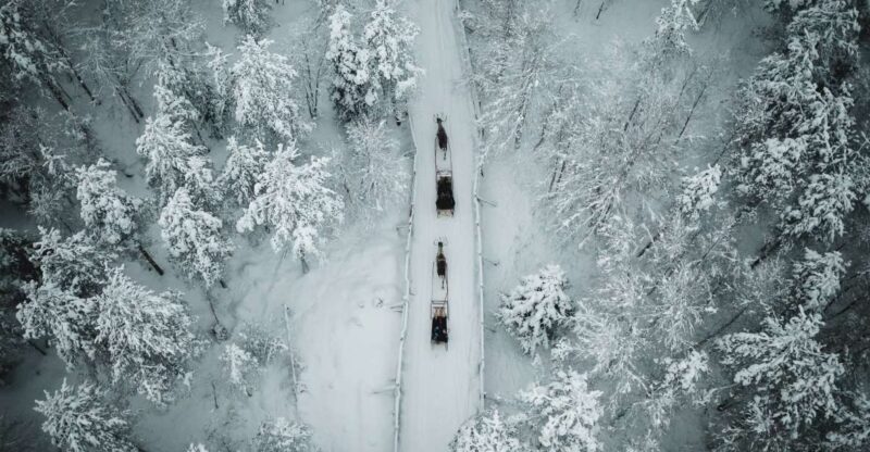 Rovaniemi: Daytime Reindeer Sleigh Ride - Key Points