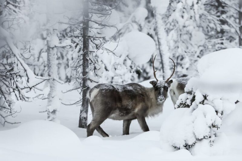 Rovaniemi: Daytime Reindeer Sleigh Ride - Who Is This Tour Best For?
