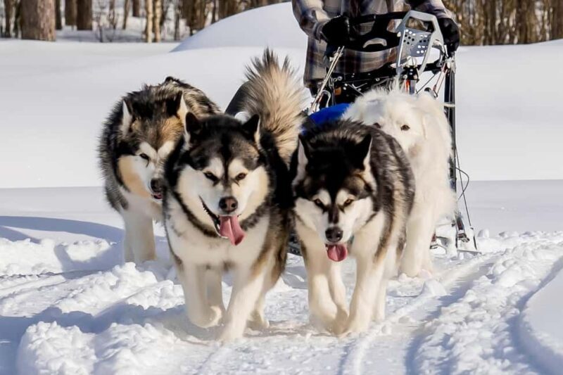 Rovaniemi: Drive Your Own Husky Team (610 km) & BBQ - Possible Drawbacks and Considerations