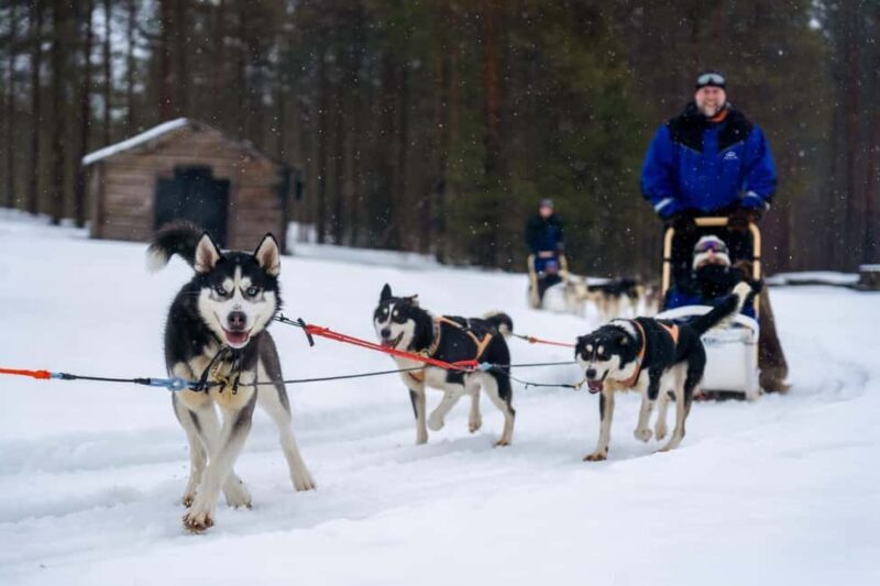 Rovaniemi: Drive Your Own Husky Team (610 km) & BBQ - Who Is This Tour Best For?