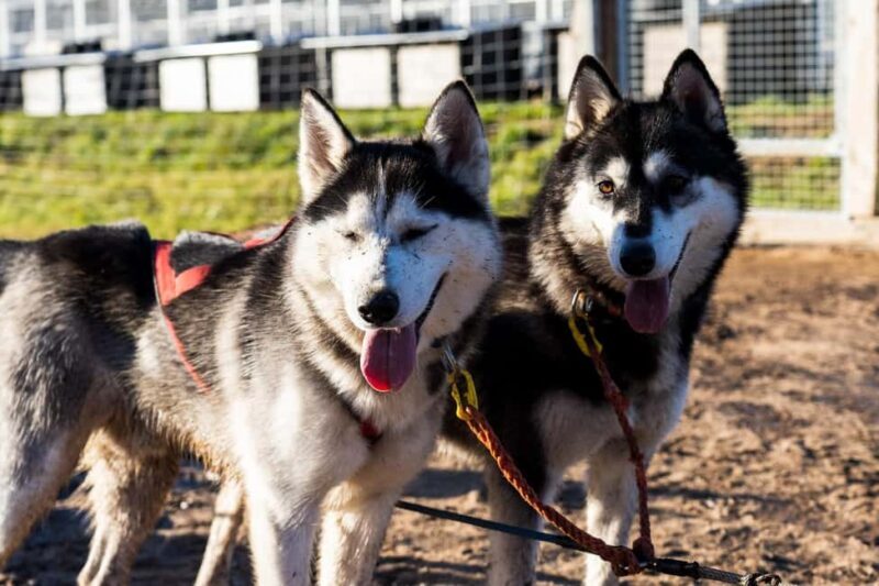 Rovaniemi: Drive Your Own Husky Team (Autumn) & BBQ - Authentic Reviews from Past Guests