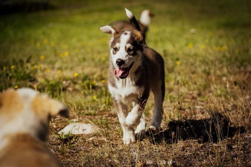 Rovaniemi: Drive Your Own Husky Team (Autumn) & BBQ - FAQ