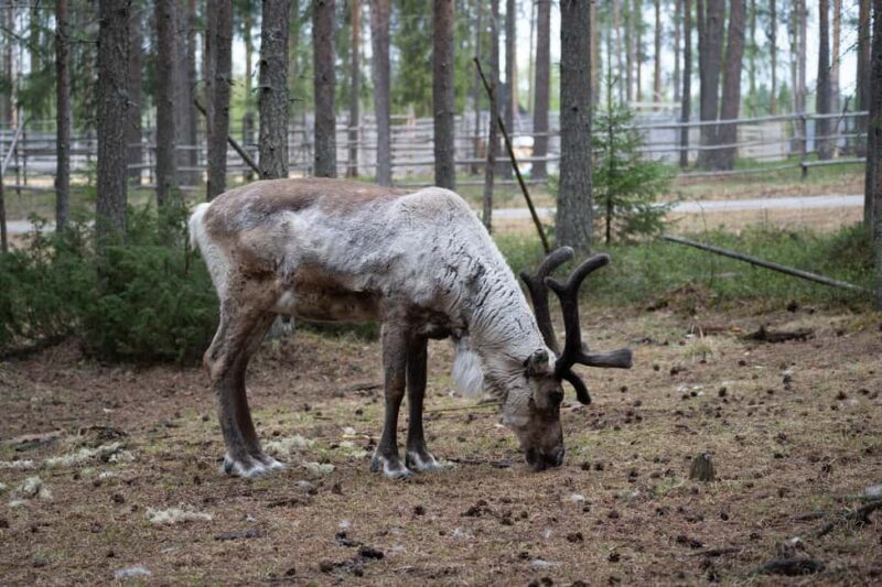 Rovaniemi: E-fatbike Trip to the Reindeer Farm - FAQs