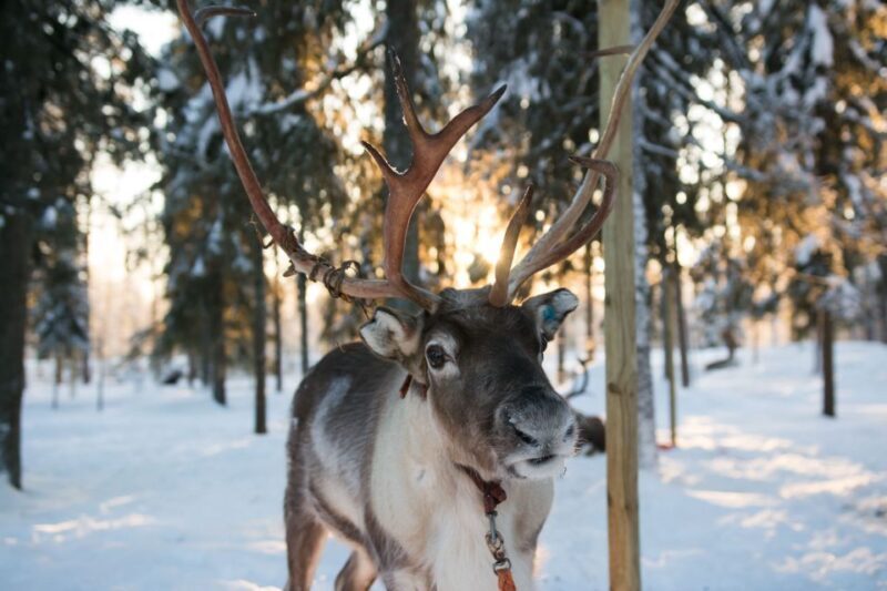Rovaniemi: Evening Reindeer Safari - FAQ
