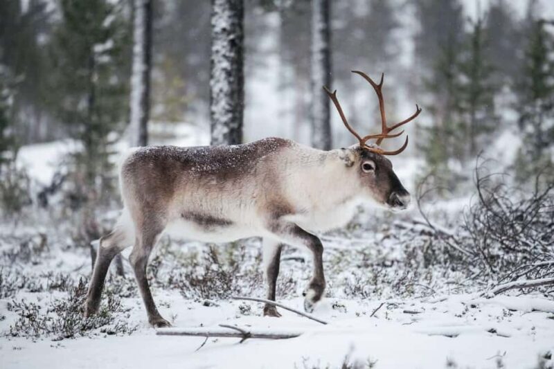 Rovaniemi Expedition "INTO THE WILD" and Glass Igloo Lunch - FAQ