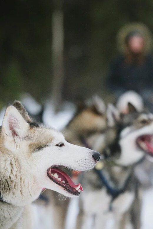 Rovaniemi: Family Friendly Husky Ride and Farm Visit - Key Points