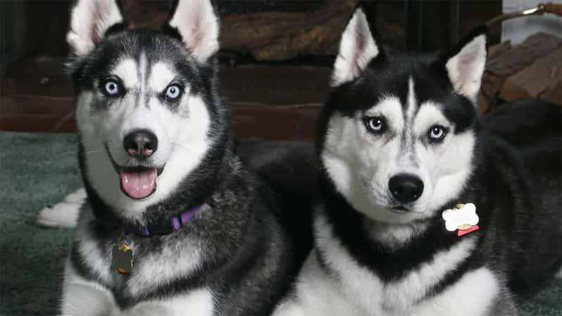 Rovaniemi: Family Friendly Husky Ride and Farm Visit - Who Should Consider This Tour?