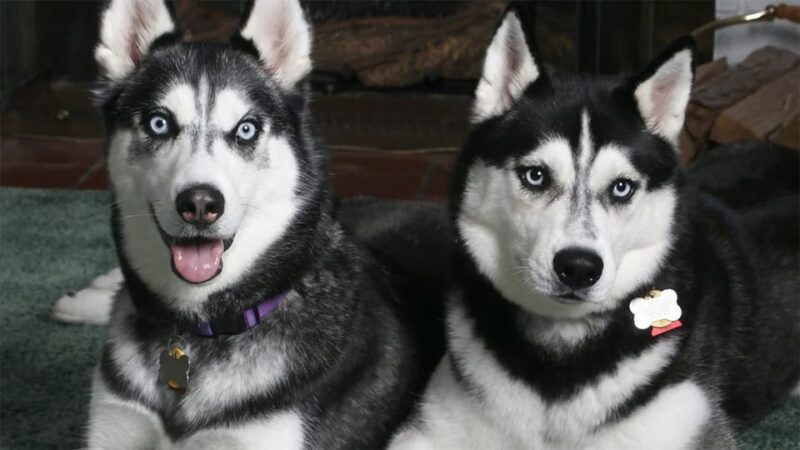 Rovaniemi: Family Friendly Husky Ride and Farm Visit - FAQ