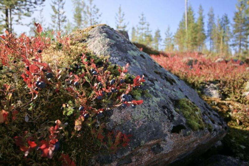 Rovaniemi forest foraging adventure: Pick, Prepare, Savor - Final Thoughts
