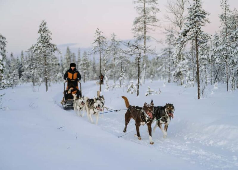 Rovaniemi: Full day Wilderness Tour by Husky Sled - Key Points