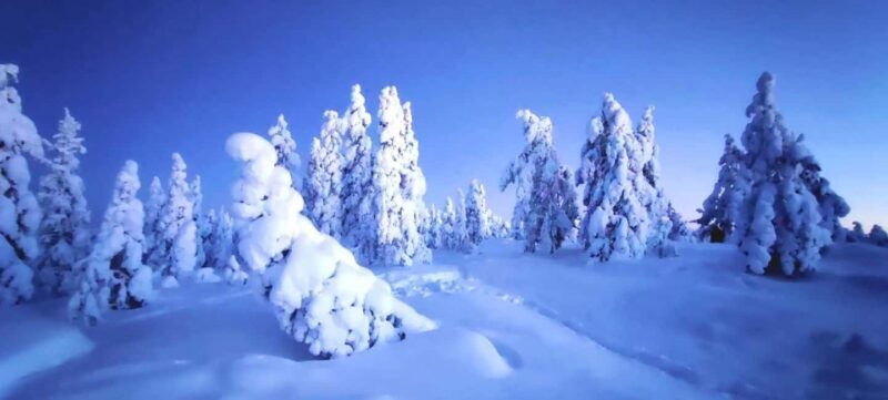 Rovaniemi: Guided Snowshoeing Forest Escape - What to Expect from the Snowshoeing Forest Escape