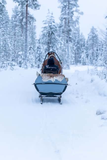 Rovaniemi: Horse-Drawn Sleigh Ride with Snacks and Transfer - Key Points