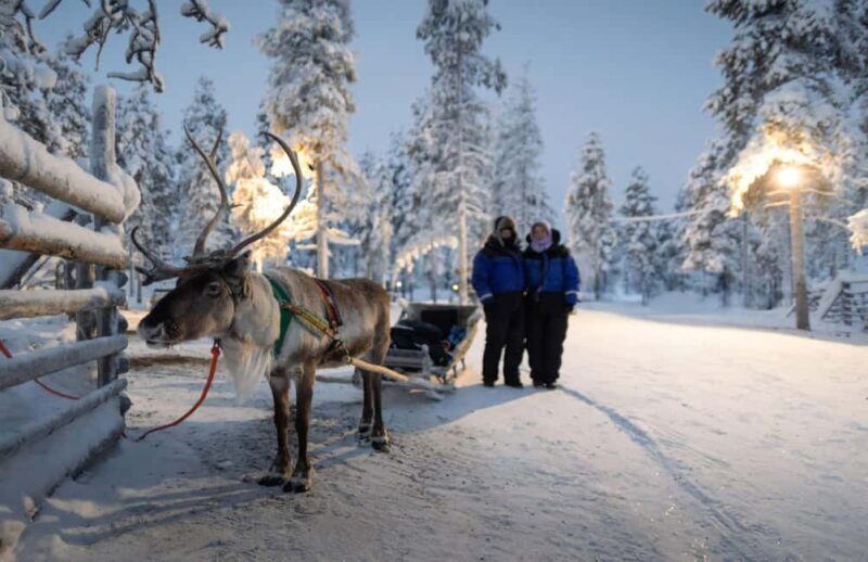 Rovaniemi: Husky and Reindeer Farm Visit with Sled Ride - Reindeer Encounter and Ride