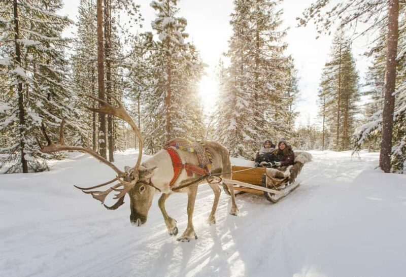 Rovaniemi: Husky and Reindeer Farm Visit with Sled Ride - What People Say