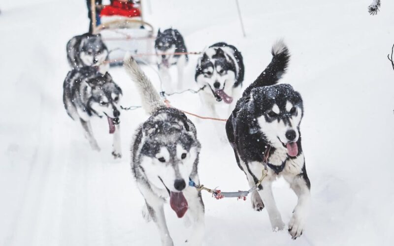 Rovaniemi: Husky and Reindeer farm with sleigh ride - The Practical Side: Logistics and Value
