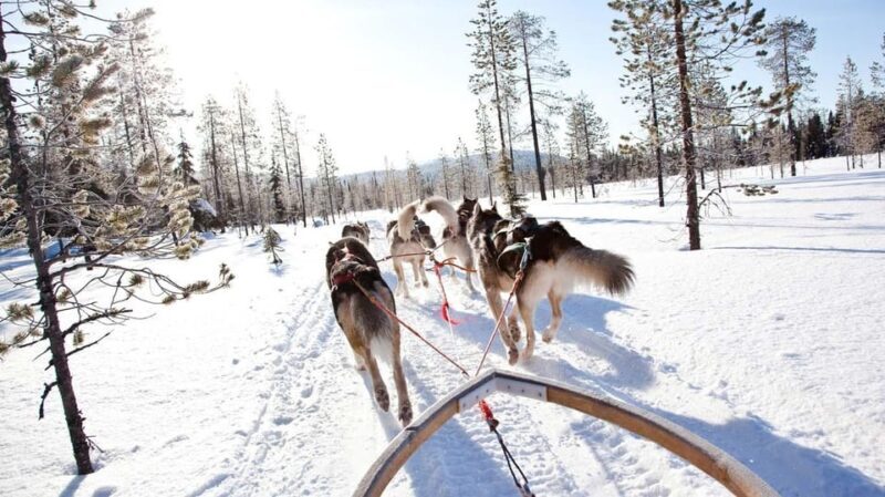 Rovaniemi: Husky and Reindeer farm with sleigh ride - FAQ