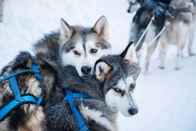 Rovaniemi: Husky Experience and Sled Ride with Pro Photos - What to Expect from the Husky Sled Experience