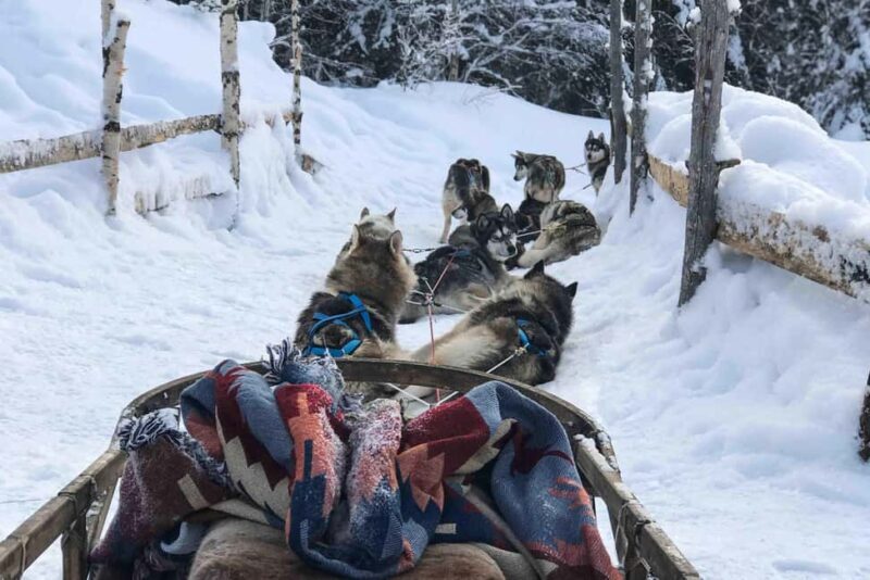 Rovaniemi: Husky Experience and Sled Ride with Pro Photos - What’s Not Included or to Consider