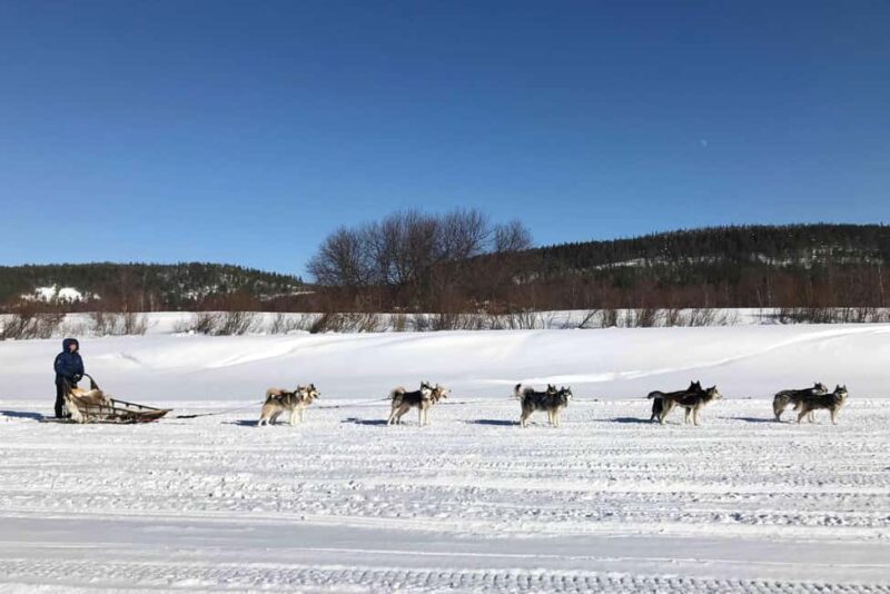 Rovaniemi: Husky Experience and Sled Ride with Pro Photos - Authenticity and Reviews: What Travelers Are Saying