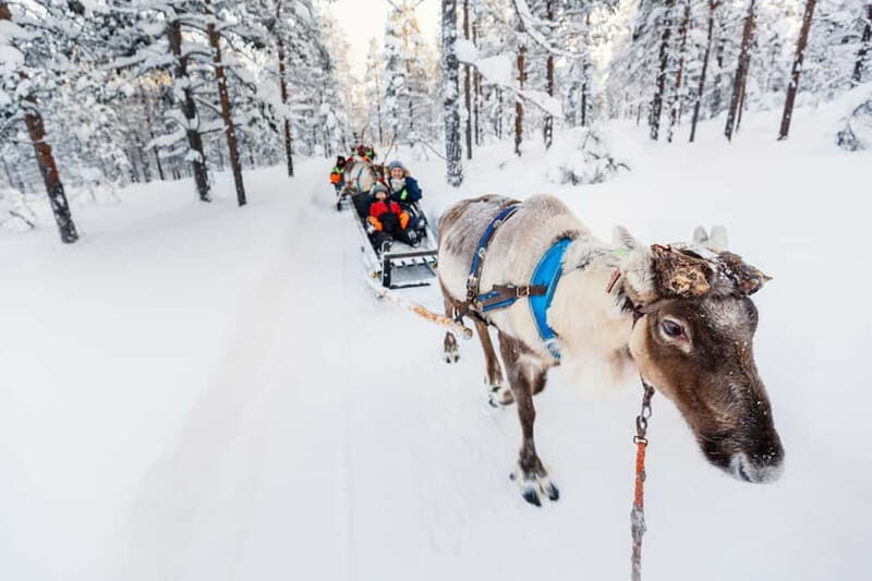 Rovaniemi: Husky Farm and Reindeer Experience - Final Thoughts