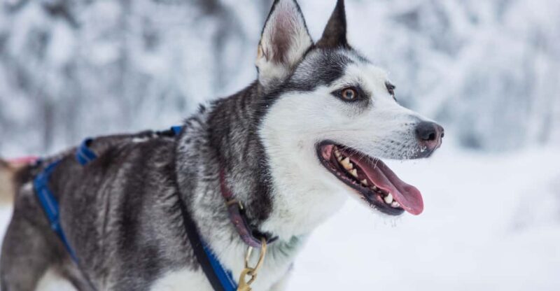 Rovaniemi: Husky Farm Visit with a Sledge Ride - FAQ