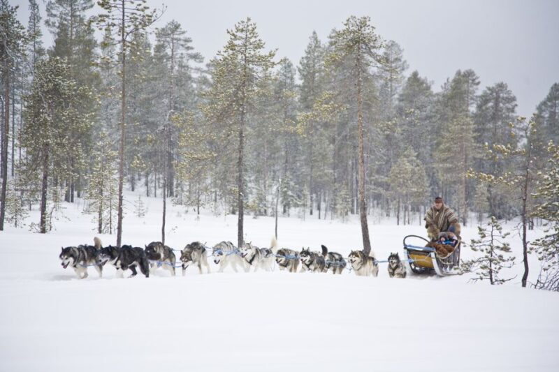 Rovaniemi: Husky & Reindeer Experience with Snowmobile Ride - Wrapping It Up