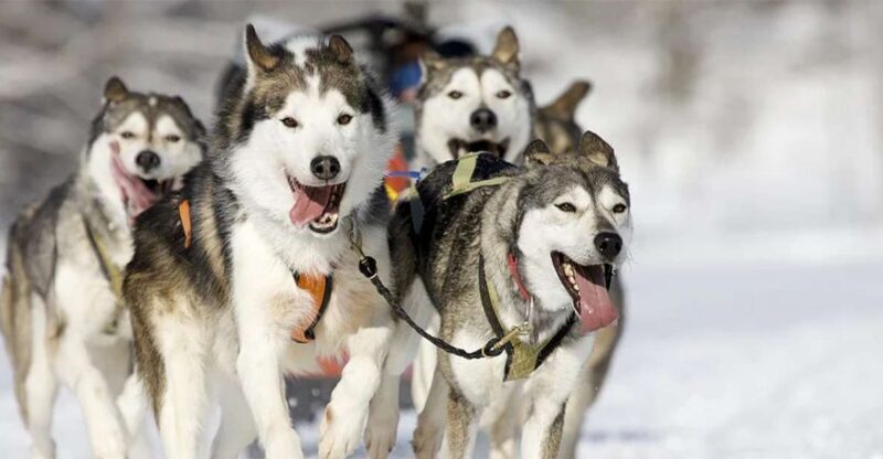 Rovaniemi: Husky Safari on a Snowy Trail - The Experience in Detail