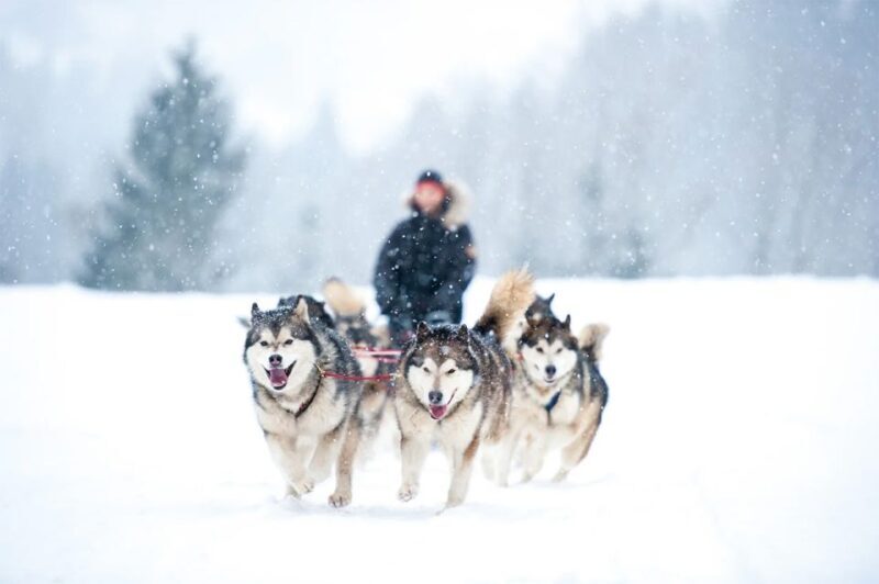 Rovaniemi: Husky Safari on a Snowy Trail - Real Guest Experiences