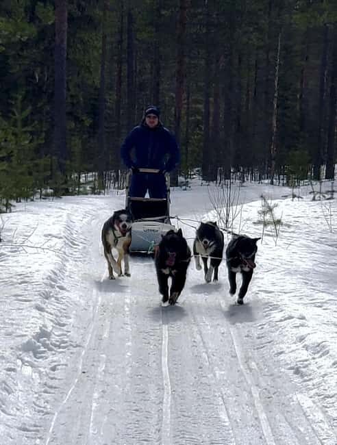 Rovaniemi: Husky Safari with Transfers & BBQ - Key Points