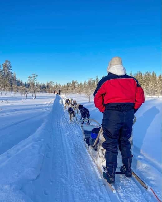 Rovaniemi: Husky Safari with Transfers & BBQ - What Makes This Husky Safari Stand Out