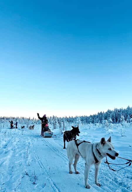 Rovaniemi: Husky Safari with Transfers & BBQ - The Dogs and Guides: Why They Matter