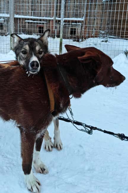 Rovaniemi: Husky Safari with Transfers & BBQ - Practical Details: What You Need to Know