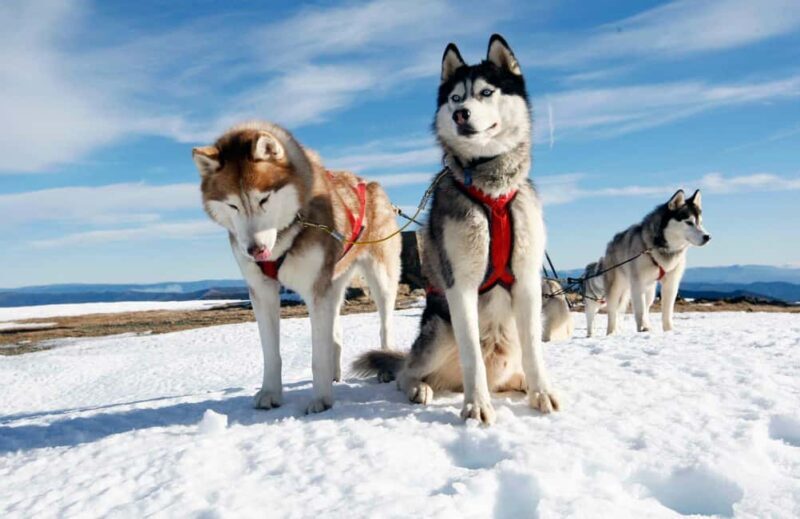 Rovaniemi: Husky Sled Ride and Farm Visit - What to Expect from the Husky Sled Ride and Farm Visit