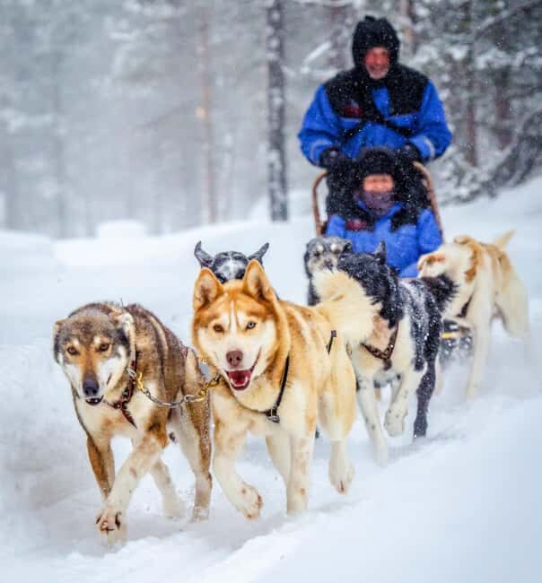 Rovaniemi: Husky Sled Ride and Farm Visit - Authentic Insights from Travelers