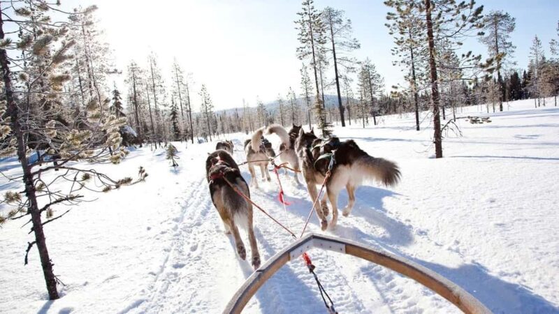 Rovaniemi: Husky Sled Ride and Farm Visit - Practical tips