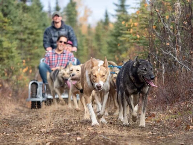 Rovaniemi: Husky Sled Ride and Farm Visit - FAQ