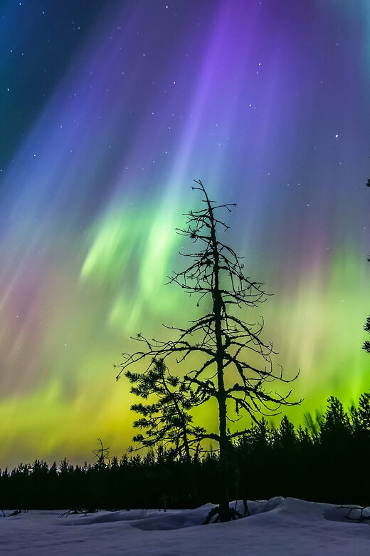 Rovaniemi: Ice Floating in Forest Lake with Aurora Borealis - Who Should Consider This Tour?