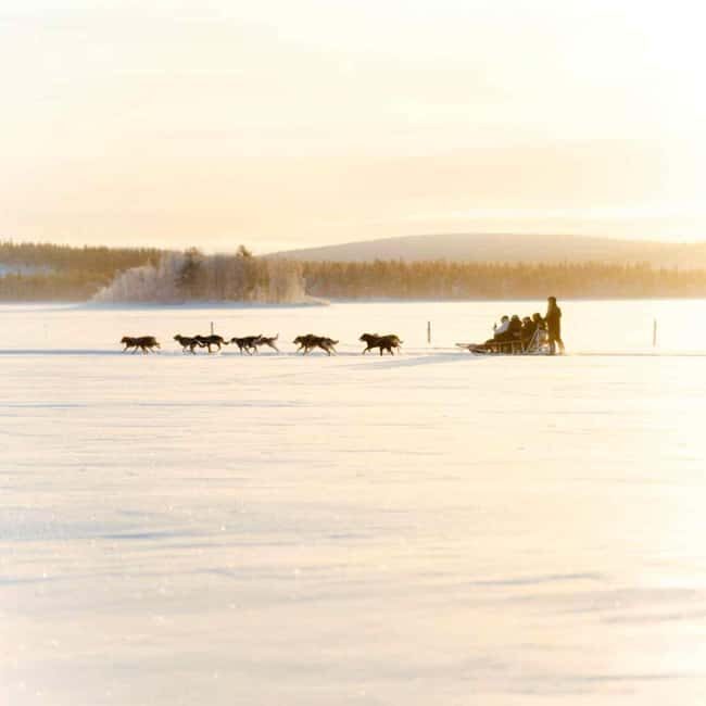 Rovaniemi: Insider 10 km Husky Sled Ride - Key Points