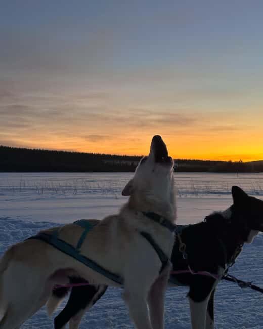 Rovaniemi: Insider 10 km Husky Sled Ride - Setting the Scene: What to Expect