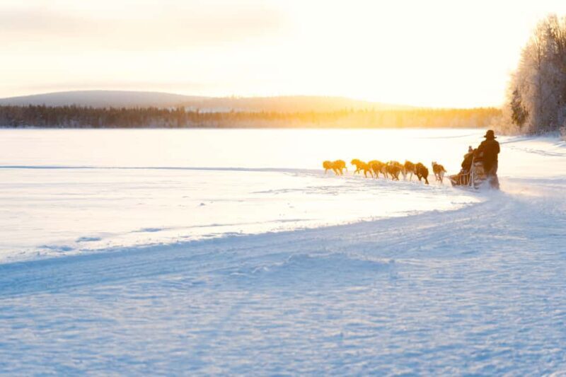 Rovaniemi: Insider 10 km Husky Sled Ride - From the Perspective of Past Travelers