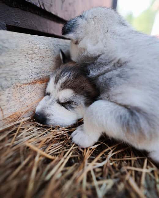 Rovaniemi: Insider 10 km Husky Sled Ride - Who Is This Tour Best For?